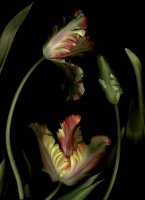 Edvard Koinberg: Tulipa (aus der Serie Herbarium Armoris), 2001, Fotografie/Pigmentdruck, 63 x 46 cm, courtesy Swedish Photography Berlin.